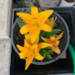 Meet your Posher, Nick